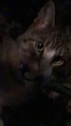 Found/Stray Unknown Cat last seen Graves, San Jose, CA 95129
