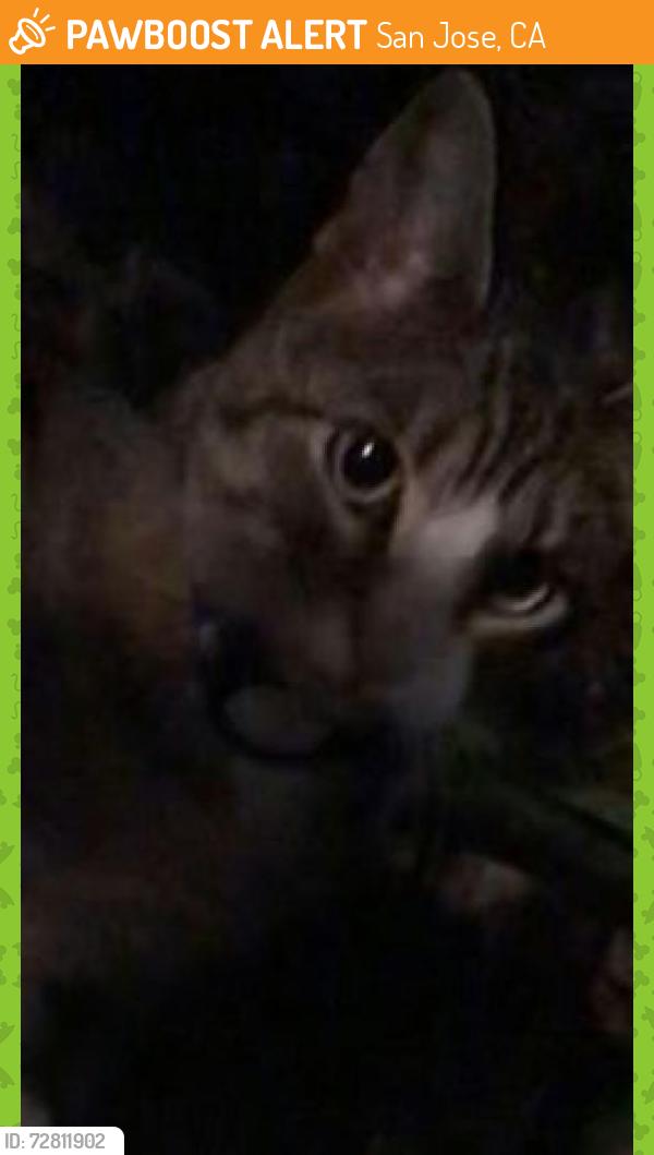 Found/Stray Unknown Cat last seen Graves, San Jose, CA 95129