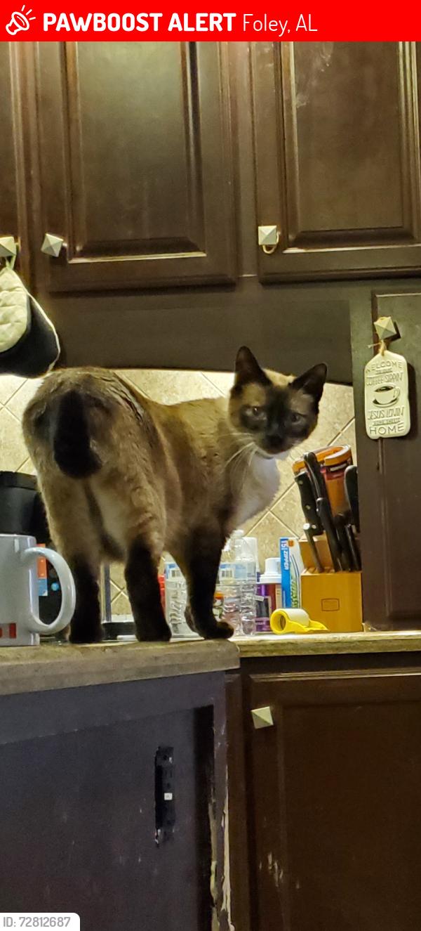 Lost Male Cat last seen Near Lipscomb rd foley. Al, Foley, AL 36535