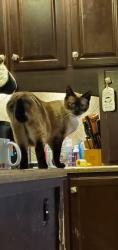 Lost Male Cat last seen Near Lipscomb rd foley. Al, Foley, AL 36535