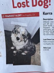 Found/Stray Unknown Dog last seen Mayall St and Lassen Mission Hills Ca., Los Angeles, CA 91345