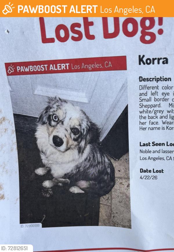 Found/Stray Unknown Dog last seen Mayall St and Lassen Mission Hills Ca., Los Angeles, CA 91345