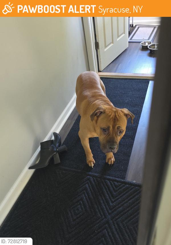 Found/Stray Unknown Dog last seen Next door to Blarney Stone , Syracuse, NY 13204