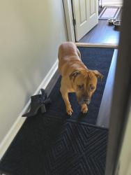 Found/Stray Unknown Dog last seen Next door to Blarney Stone , Syracuse, NY 13204