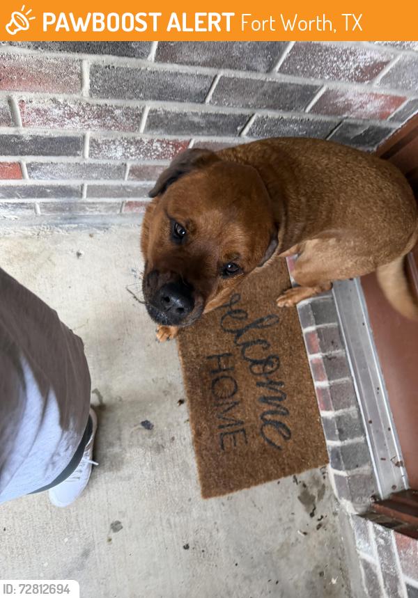 Found/Stray Unknown Dog last seen Beach street and Western Center Blvd, Fort Worth, TX 76137