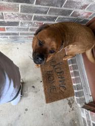 Found/Stray Unknown Dog last seen Beach street and Western Center Blvd, Fort Worth, TX 76137