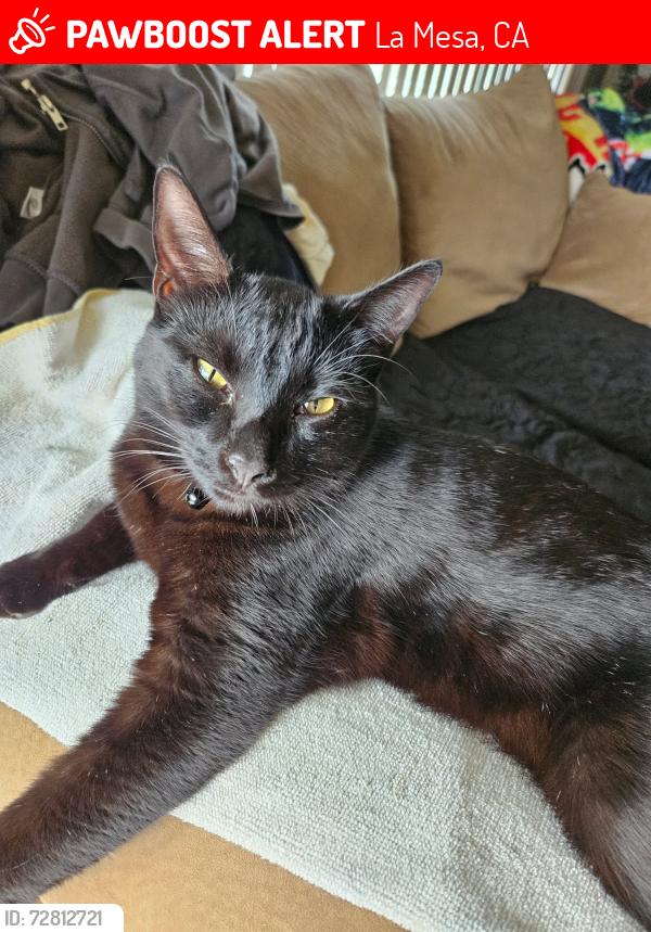 Lost Male Cat last seen Harbinson or Lowell, La Mesa, CA 91942