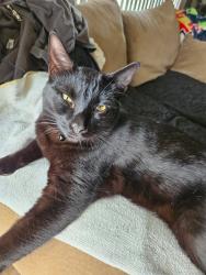 Lost Male Cat last seen Harbinson or Lowell, La Mesa, CA 91942