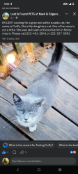 Lost Female Cat last seen Hardee's, Rocky Mount, NC 27804