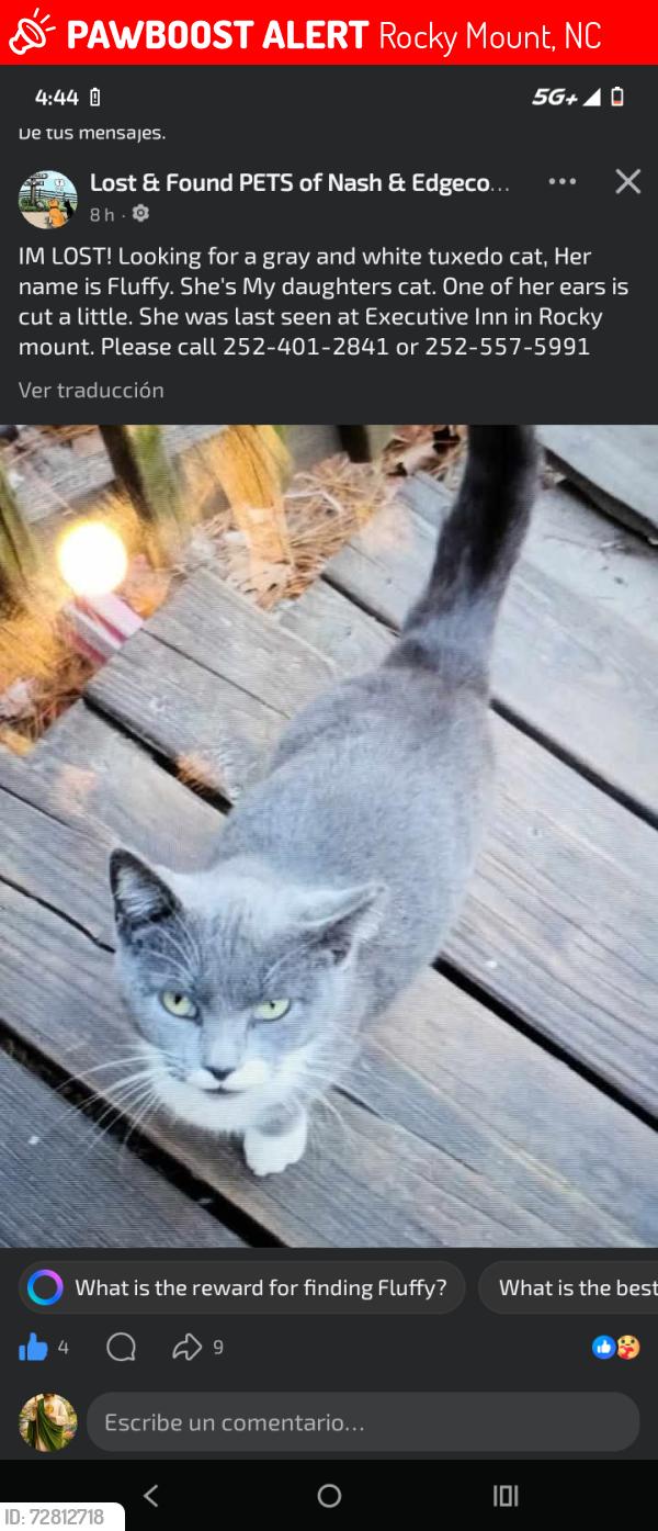 Lost Female Cat last seen Hardee's, Rocky Mount, NC 27804