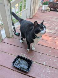Found/Stray Unknown Cat last seen Skyview and Sunset , Asheville, NC 28804