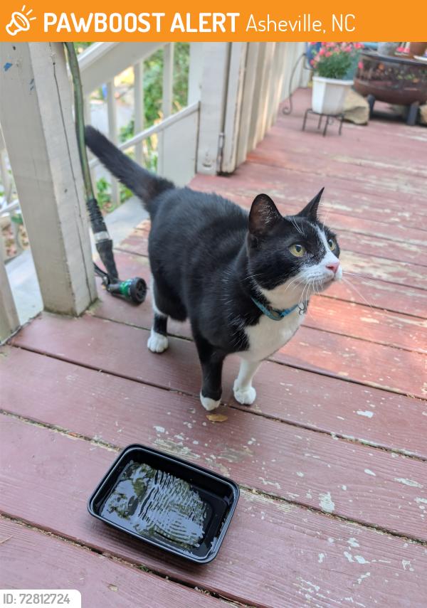 Found/Stray Unknown Cat last seen Skyview and Sunset , Asheville, NC 28804