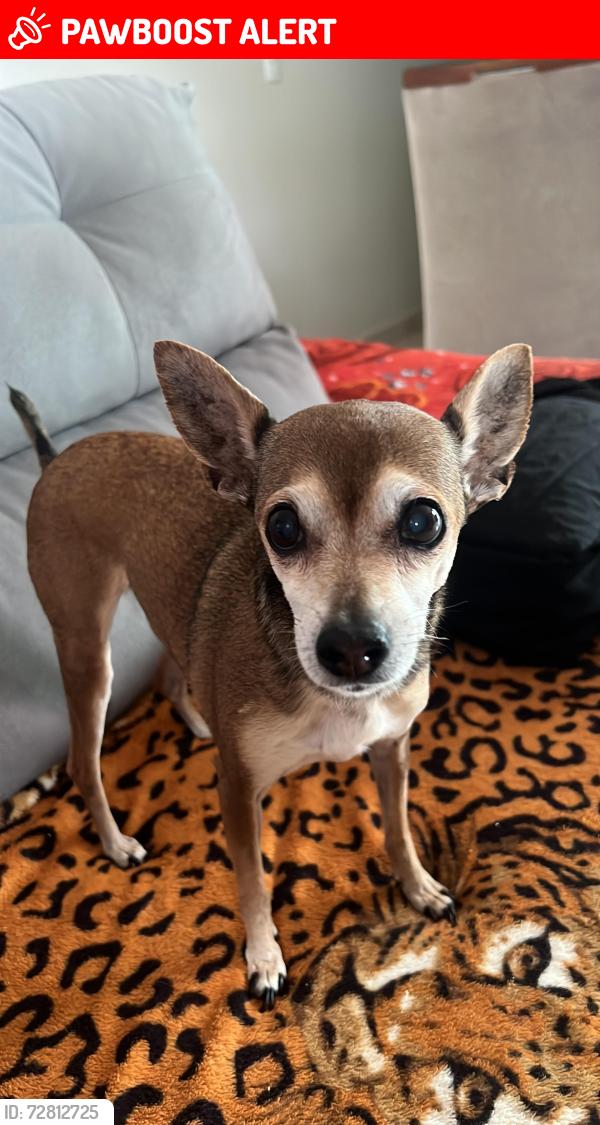 Lost Female Dog last seen parque das araucárias, parquinho das crianças , Jardim Concordia, PR 