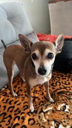 Lost Female Dog last seen parque das araucárias, parquinho das crianças , Jardim Concordia, PR 