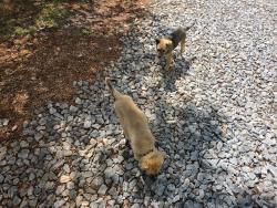Found/Stray Male Dog last seen Liberty church rd, Fountain Inn, SC 29644