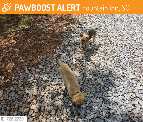 Found/Stray Male Dog last seen Liberty church rd, Fountain Inn, SC 29644