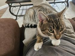Lost Female Cat last seen Keeling st and san ildefonso, Albuquerque, NM 87120