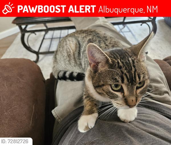 Lost Female Cat last seen Keeling st and san ildefonso, Albuquerque, NM 87120