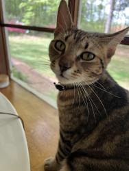 Lost Male Cat last seen Down the street from Whitehead Rd Elementary school, Athens, GA 30606