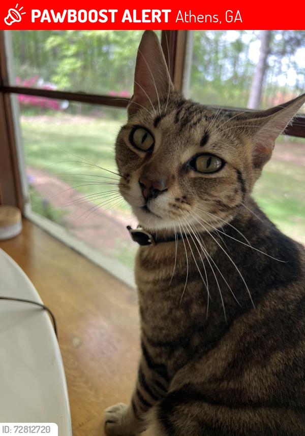 Lost Male Cat last seen Down the street from Whitehead Rd Elementary school, Athens, GA 30606