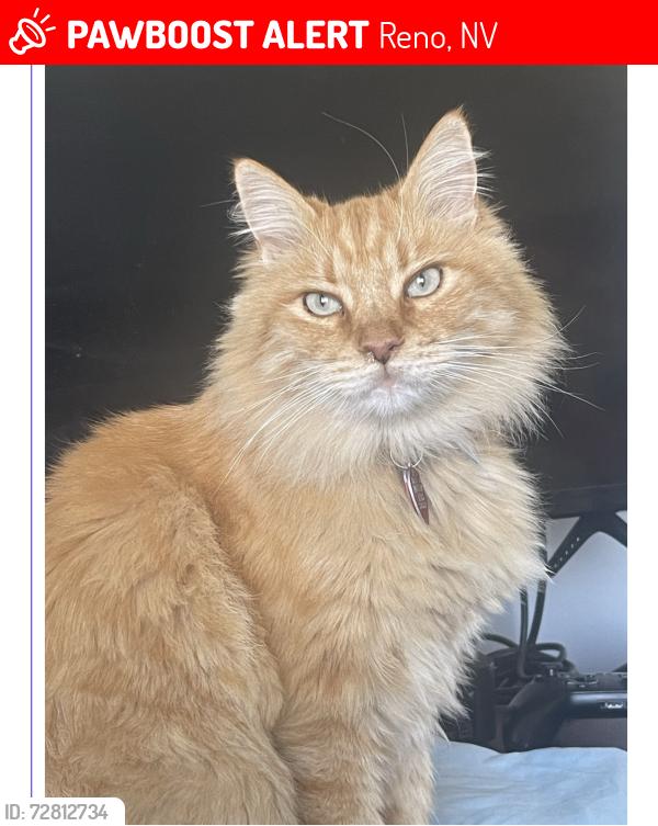 Lost Male Cat last seen Scottsdale, Reno, NV 89512