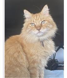 Lost Male Cat last seen Scottsdale, Reno, NV 89512