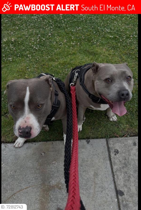 Lost Female Dog last seen Michaelhunt Dr & Maxson, South El Monte, CA 91733