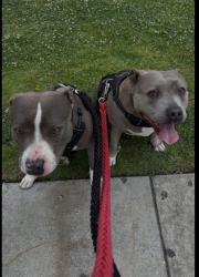 Lost Female Dog last seen Michaelhunt Dr & Maxson, South El Monte, CA 91733