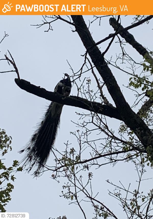 Found/Stray Male Bird last seen Hughesville Road and Ward Hill Road, Leesburg, VA 20175