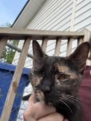 Found/Stray Female Cat last seen Tallywood shopping center , Fayetteville, NC 28303