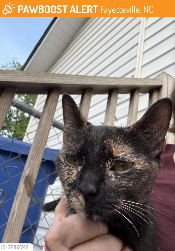 Found/Stray Female Cat last seen Tallywood shopping center , Fayetteville, NC 28303