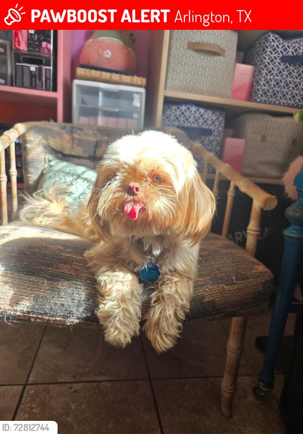 Lost Female Dog last seen Mayfield and Center, Arlington, TX 76012