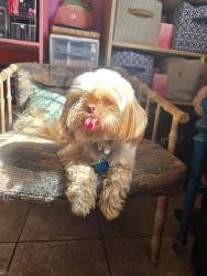 Lost Female Dog last seen Mayfield and Center, Arlington, TX 76012