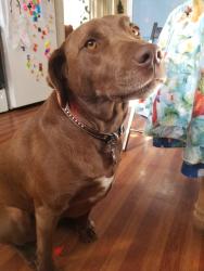 Lost Female Dog last seen Willamette , Colorado Springs, CO 80903
