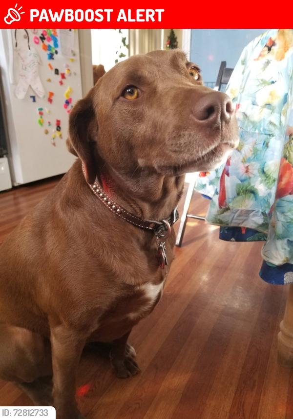 Lost Female Dog last seen Willamette, Colorado Springs, CO 80903