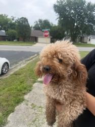 Found/Stray Male Dog last seen Willow springs rd and windmill dr, Killeen, TX 76549