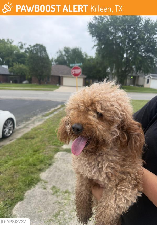 Found/Stray Male Dog last seen Willow springs rd and windmill dr, Killeen, TX 76549
