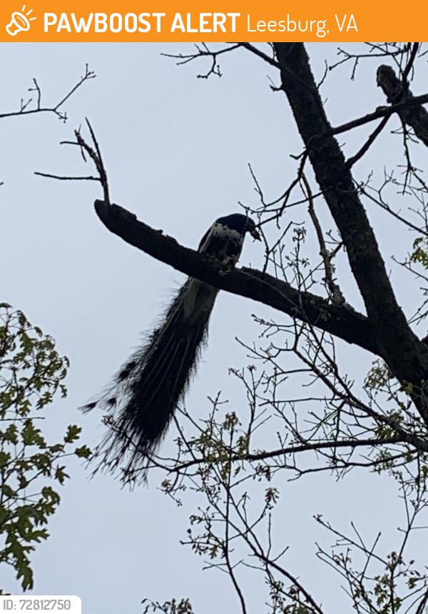 Found/Stray Male Bird last seen Hughesville Road/ Ward Hill Road, Leesburg, VA 20175