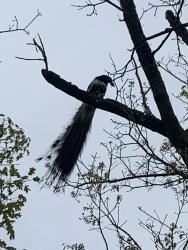 Found/Stray Male Bird last seen Hughesville Road/ Ward Hill Road, Leesburg, VA 20175