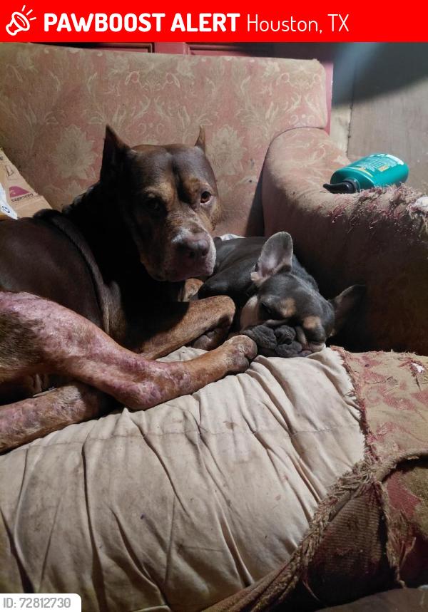 Lost Female Dog last seen Near bells st houston texas , Houston, TX 77023