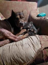 Lost Female Dog last seen Near bells st houston texas , Houston, TX 77023