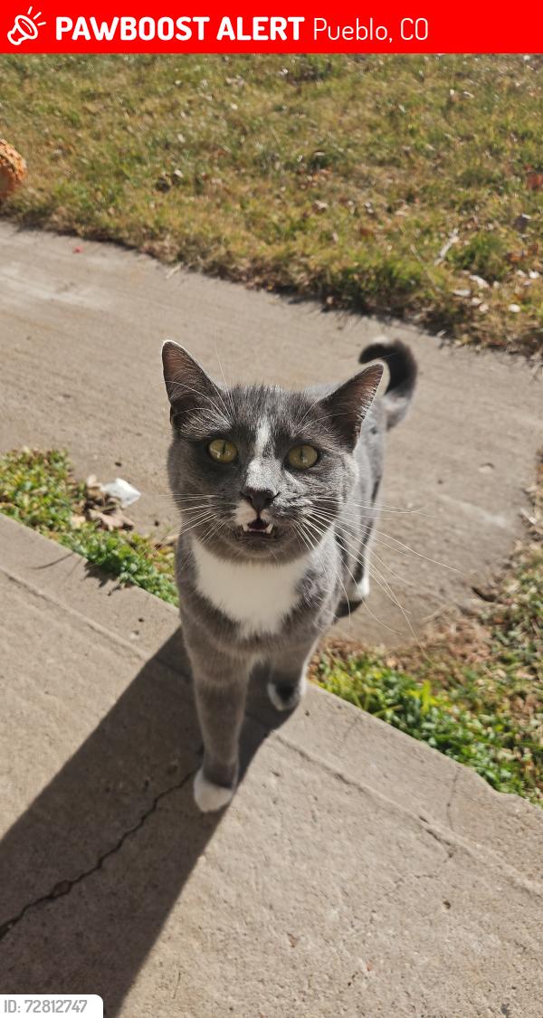 Lost Female Cat last seen Prairie Ave, Pueblo, CO 81005