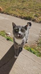 Lost Female Cat last seen Prairie Ave, Pueblo, CO 81005