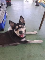Found/Stray Female Dog last seen Near 63rd Ave W lot G5 , Bradenton, FL 34207