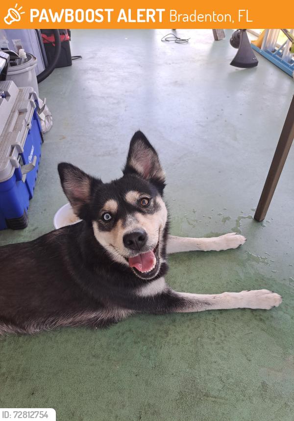 Found/Stray Female Dog last seen Near 63rd Ave W lot G5 , Bradenton, FL 34207
