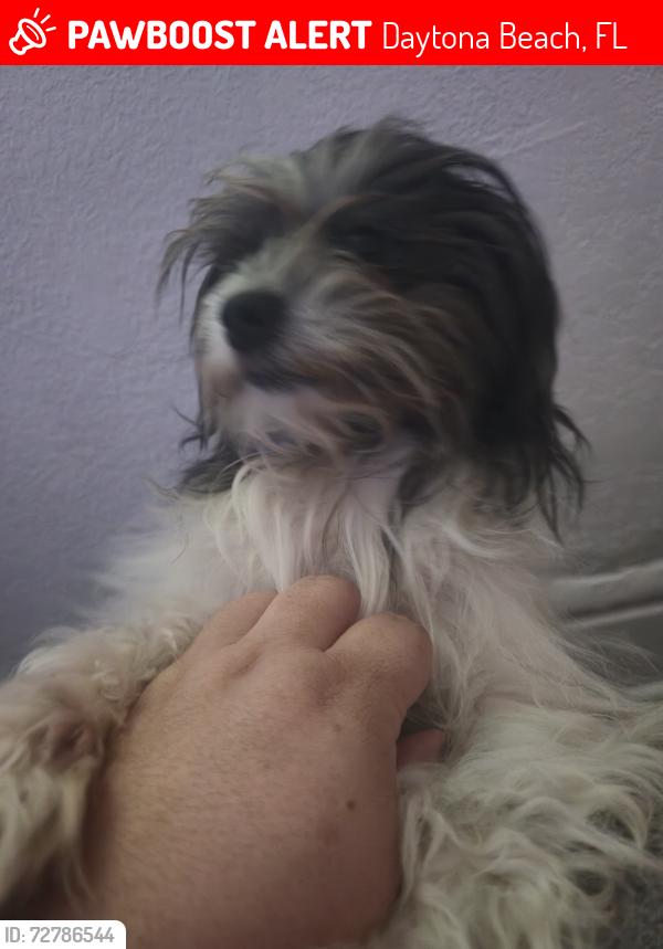 Lost Female Dog last seen Near s grandview ave, Daytona Beach, FL 32118