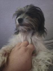 Lost Female Dog last seen Near s grandview ave, Daytona Beach, FL 32118