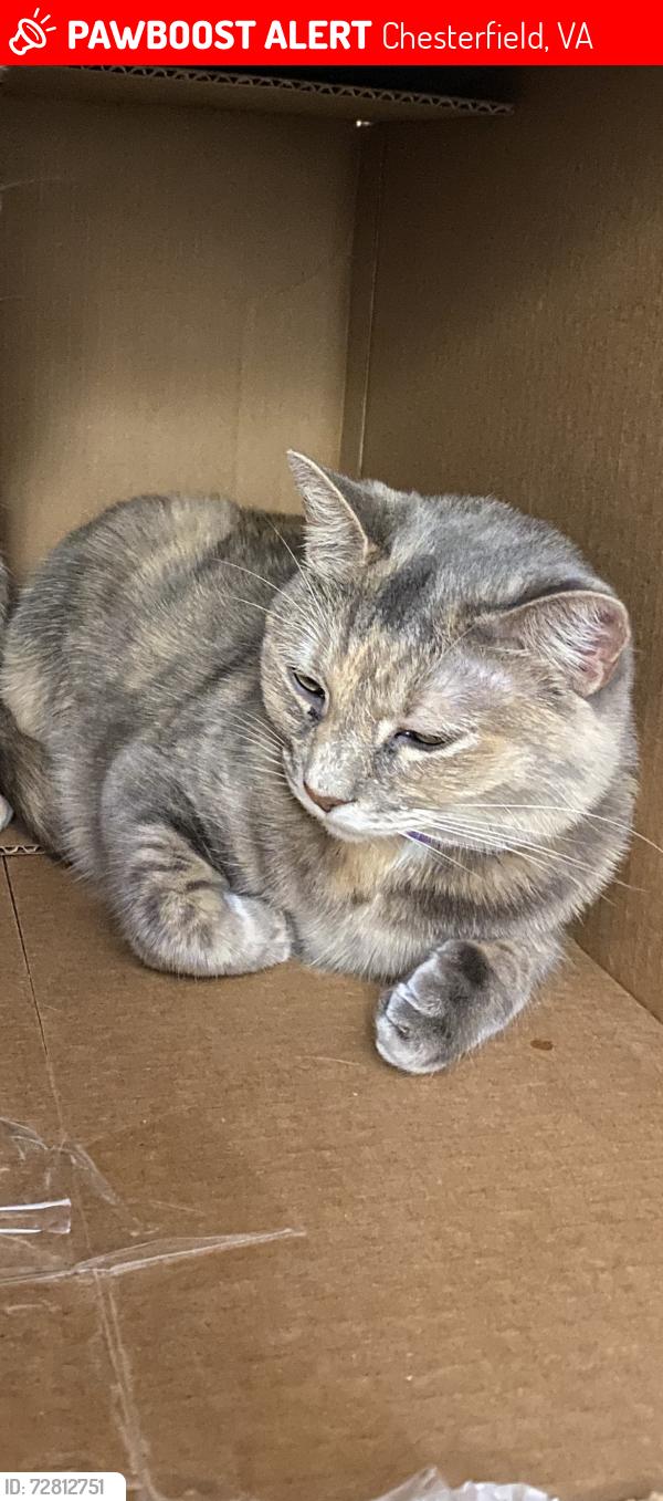 Lost Female Cat last seen Qualla Rd. And Ridgerun Rd. Near Courthouse Rd., Chesterfield, VA 23832