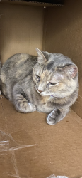 Lost Female Cat last seen Qualla Rd. And Ridgerun Rd. Near Courthouse Rd., Chesterfield, VA 23832