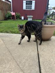 Found/Stray Female Cat last seen Sycamore Springs Garden Spot Village, New Holland, PA 17557